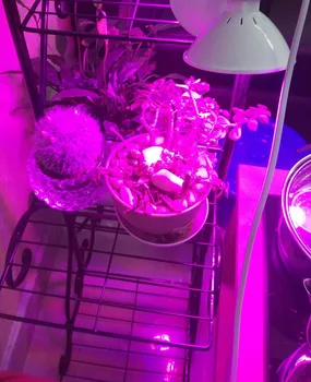 2vnt 200 LED E27 LED Augalų Auga Šviesiai raudonos, mėlynos Lempos Auga Lemputes Hidro cultivo Gėlių, Augalų Daržovių growbox Žalias Namas