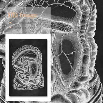 Žmogaus Kūno Anatomiją Drobės Tapybos Organų Medicinos Studijų, Plakato Spauda Juoda Balta Nuotrauka Šiuolaikinių Studijų Kambario Apdaila